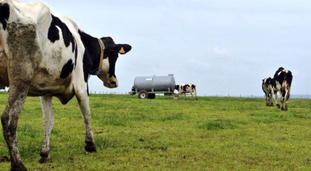 La sequera està deixant el camp sense menjar pel bestiar.