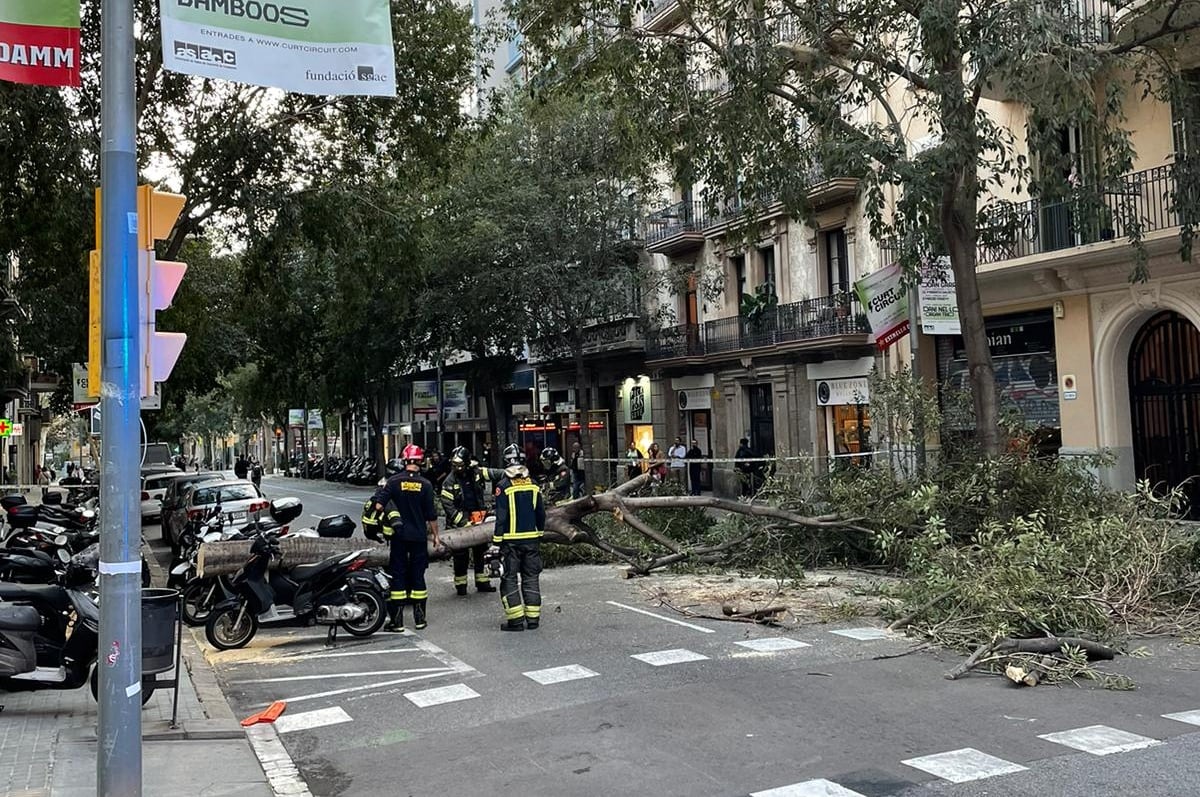 Uno de los árboles caído en una calle de Barcelona y que no ha dejado incidencias.