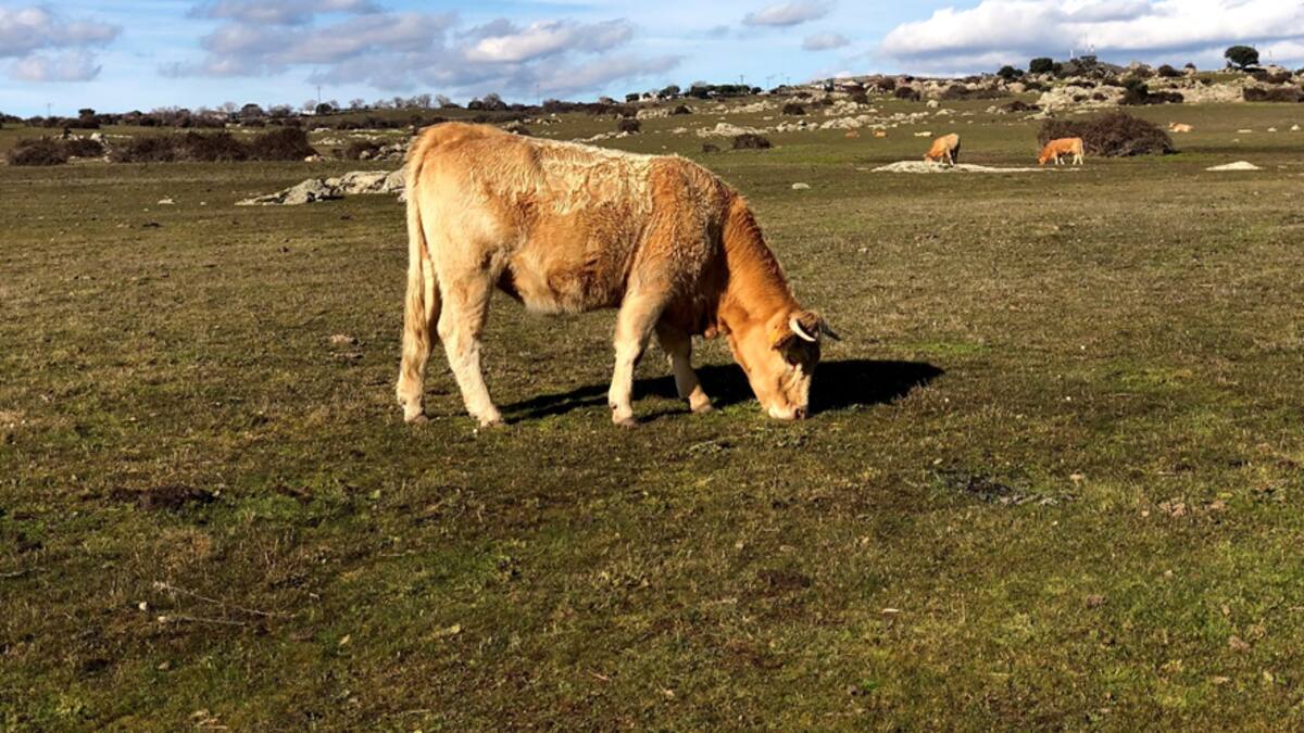 Nuestra Naturaleza: Un estudio reciente desvela cómo la ganadería extensiva puede coexistir con la fauna silvestre