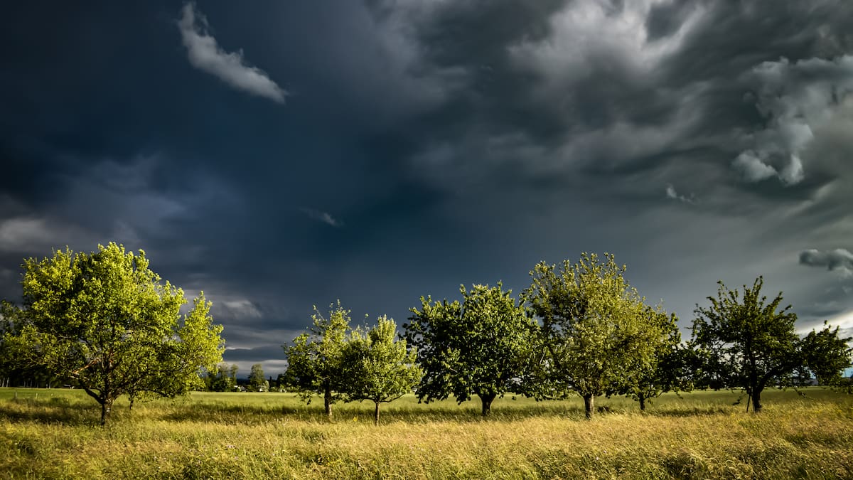 El campo balear vuelve a respirar con una semana de precipitaciones