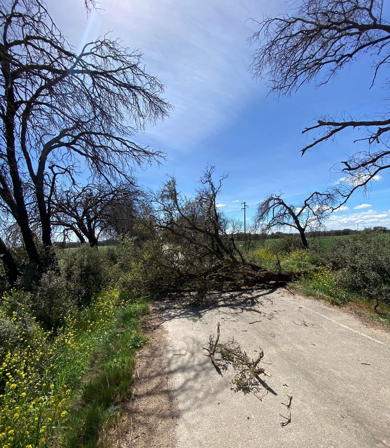 Árbol caído en el entorno de Plhus