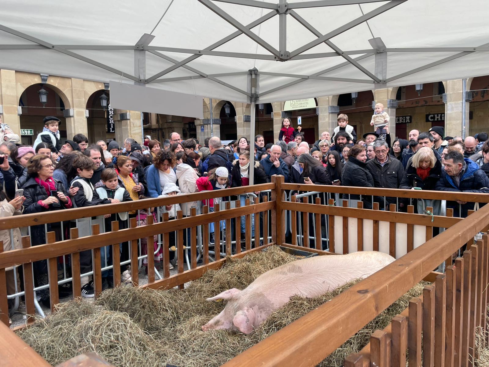 La Cerda Kaxilda en la feria de Santo Tomás 2024