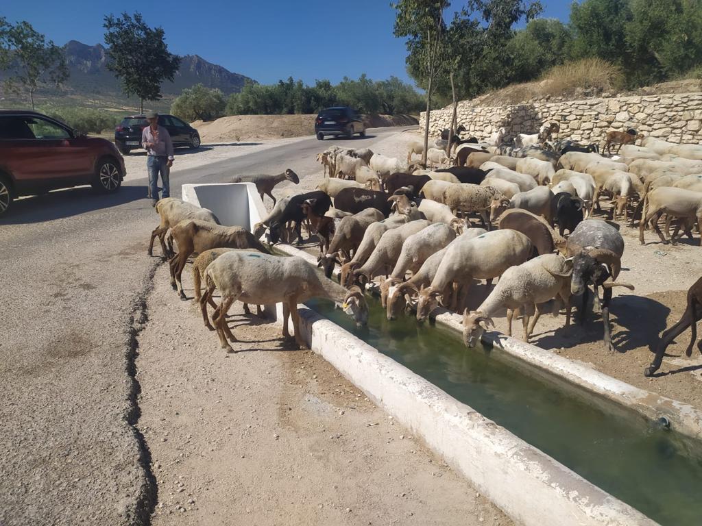 Primeras ovejas beben agua en la recuperada fuente de El Pradillo apenas unos minutos después de haber recuperado su caudal