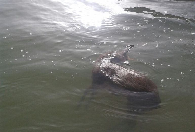 Corzo ahogado en un canal de riego