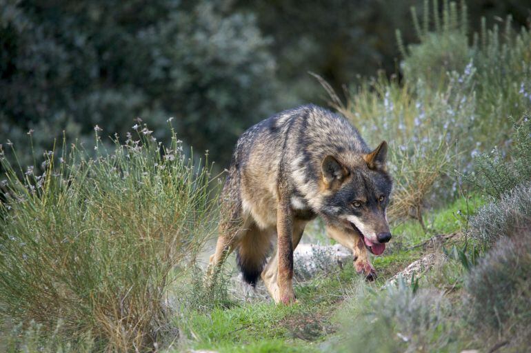 Un lobo en los montes cántabros.