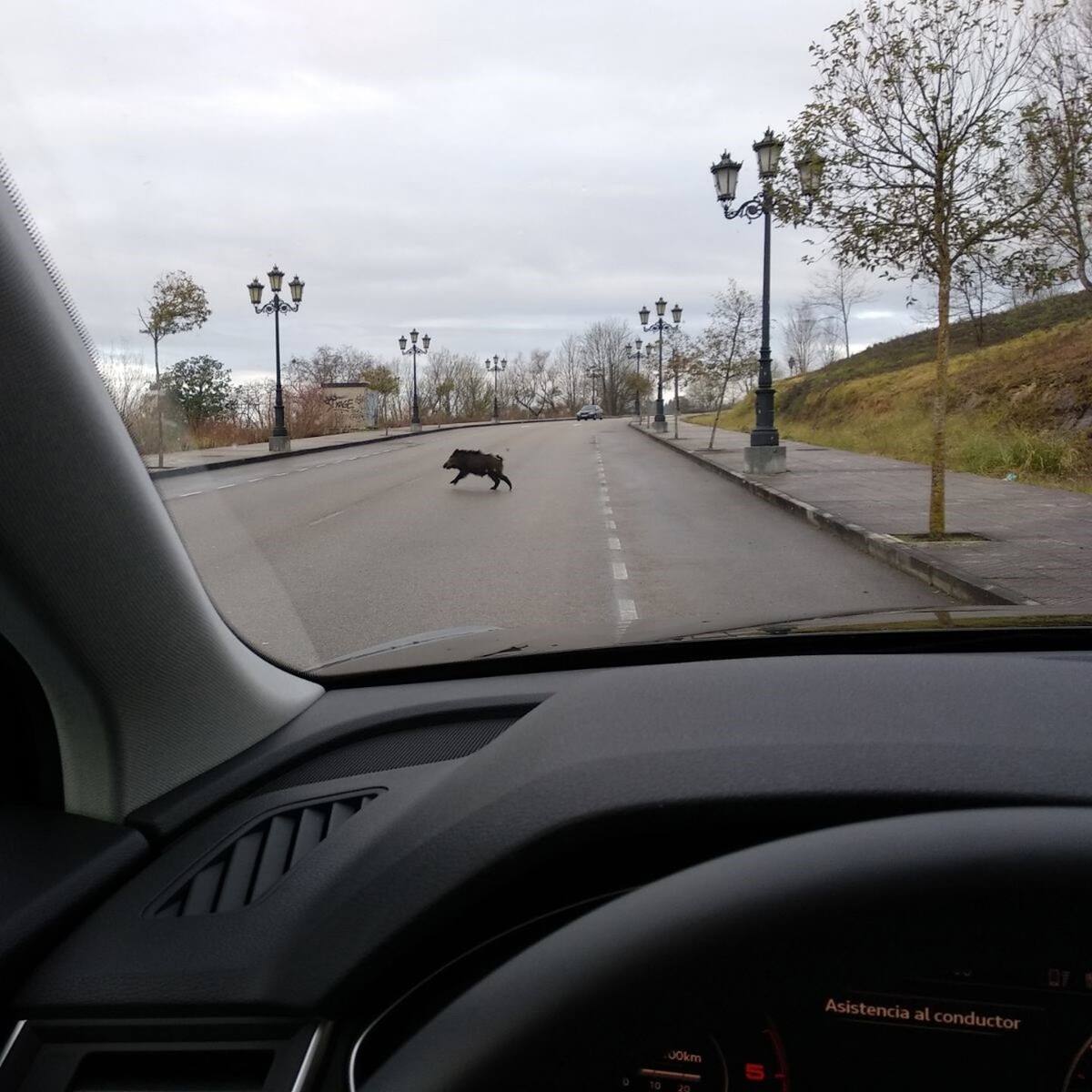 Un coche colisiona con dos jabalíes en la A-7 en Málaga capital