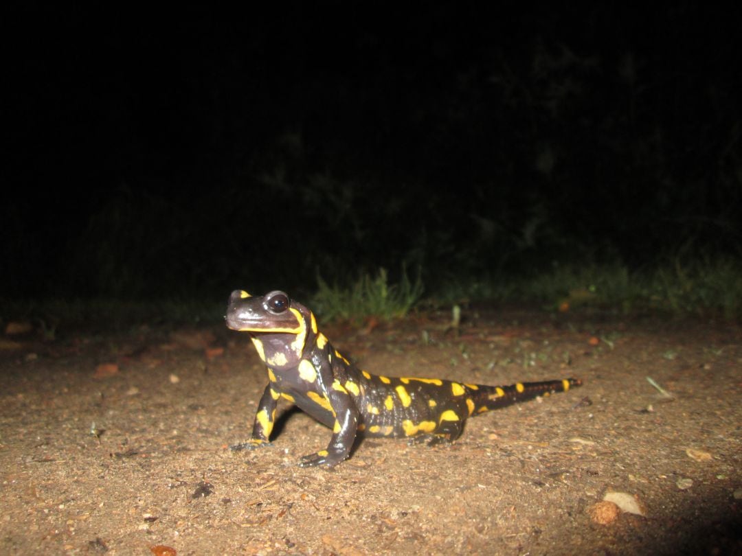 Una salamandra durant un mostreig nocturn del projecte