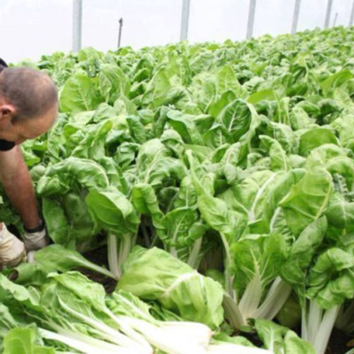 Agricultores y ganaderos madrileños denuncian los sobrecostes de combustibles o abonos por la guerra de Irán