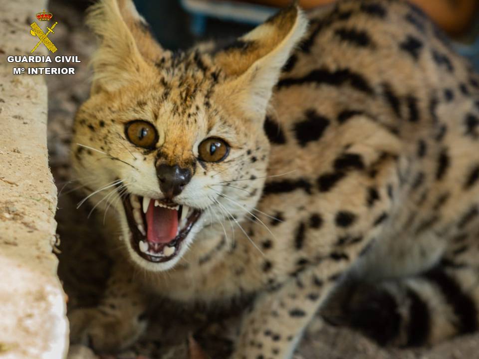 Serval africano (Guardia Civil)