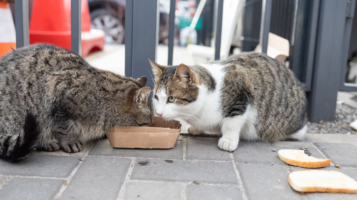 El Ayuntamiento pone en marcha el Programa CER y Adopta