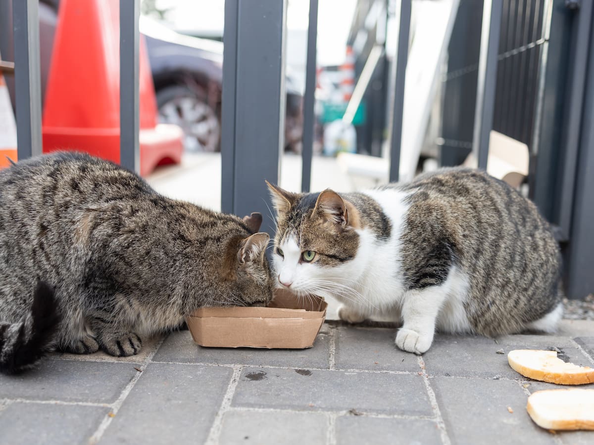 El Ayuntamiento pone en marcha el Programa CER y Adopta