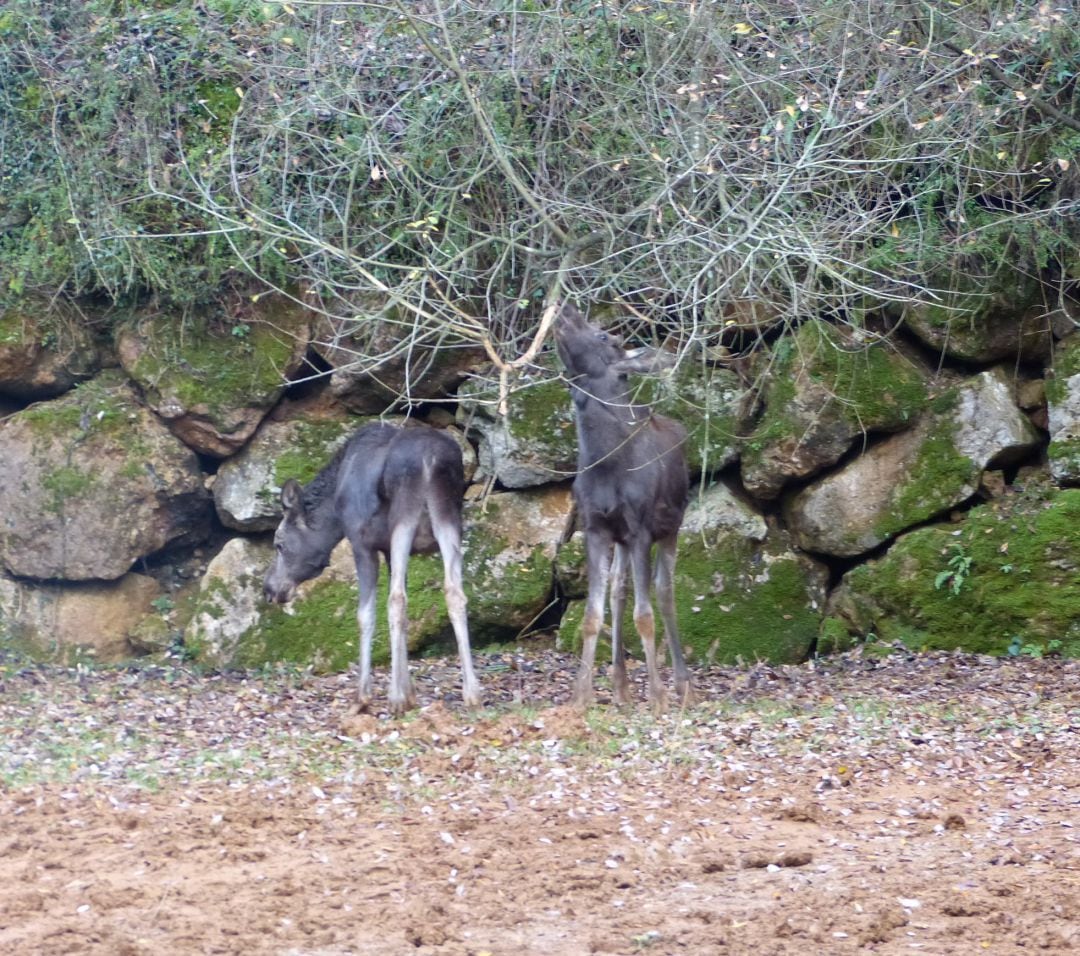 La llegada de dos alces y el juego infantil interactivo Marco Topo, nuevos atractivos del Parque de la Naturaleza de Cabárceno en Navidad