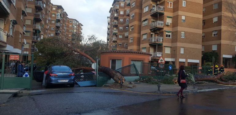 Un árbol ha caído a la entrada de una comunidad de viviendas