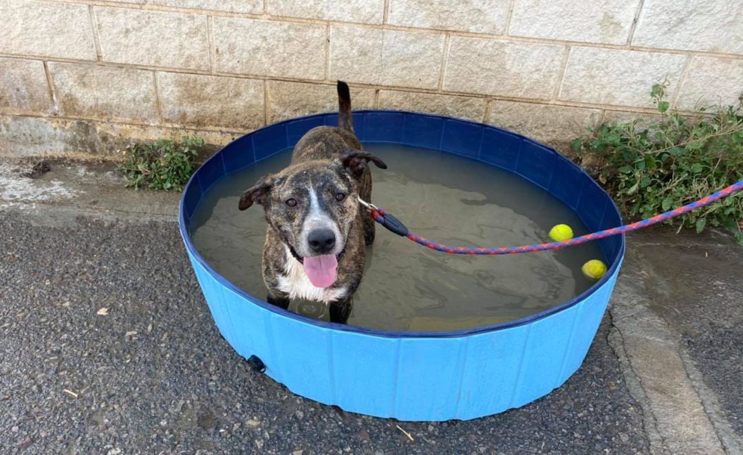 Perro esperando a ser adoptado en el refugio de animales de Benimàmet