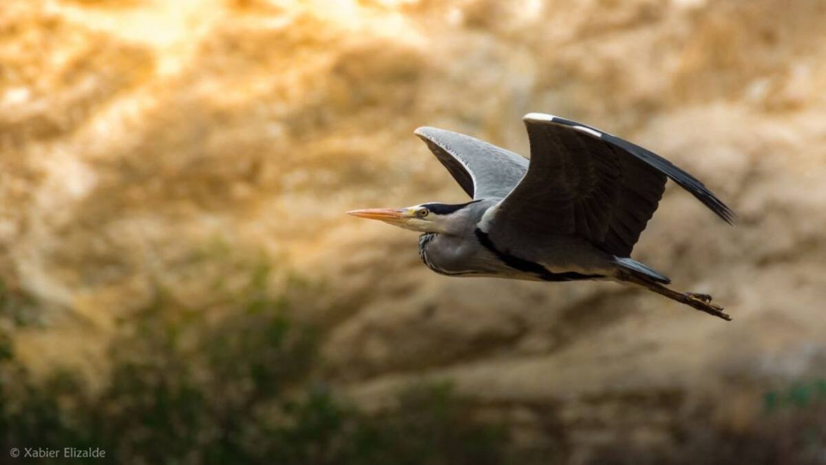 Reportaje: Xabier Elizalde Gaztea fotografía aves desde su balcón durante 47 días (