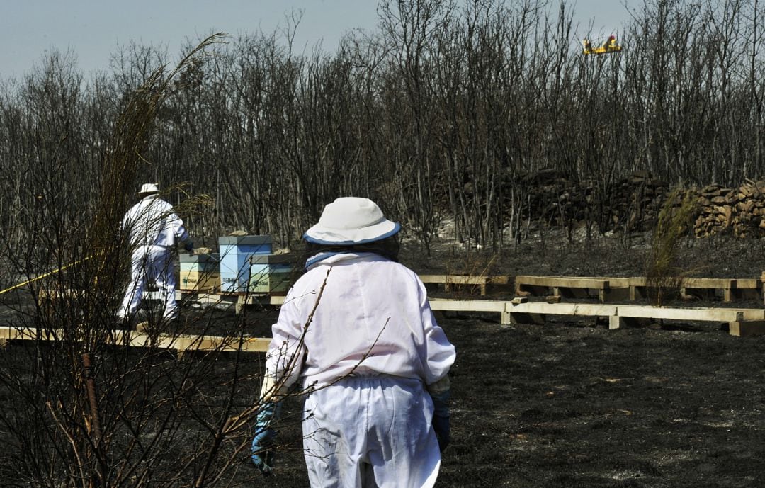 Los incendios golpean a la apicultura: las llamas dejan 3.000 colmenas devastadas y 100 apicultores afectados