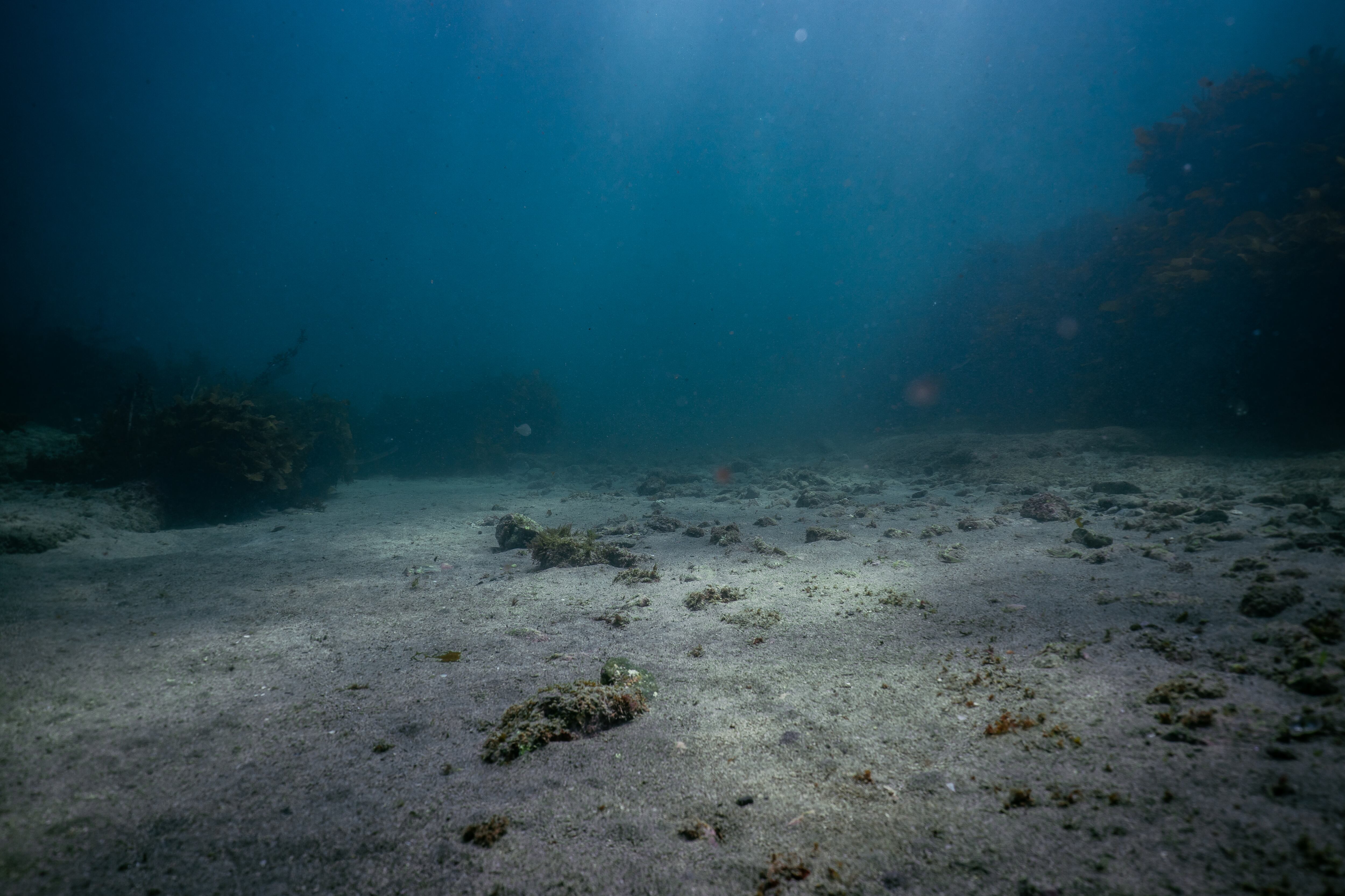 Profundidades marinas