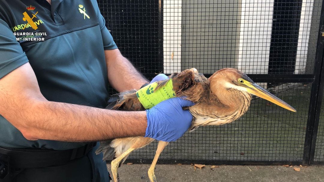 Los agentes encontraron una garza imperial (especia protegida) herida en un ala en el maletero 