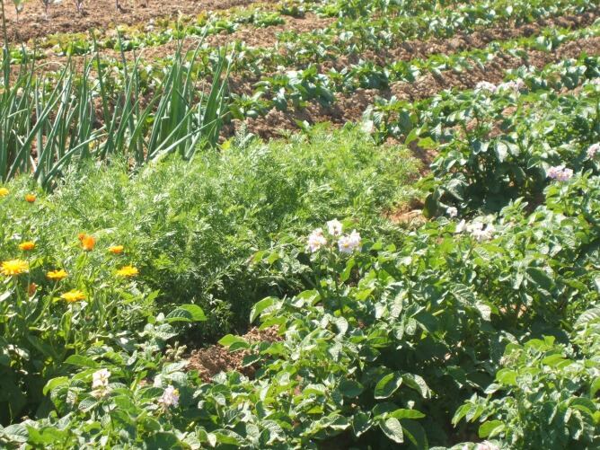 Mostramos los lugares donde se pueden conseguir alimentos naturales