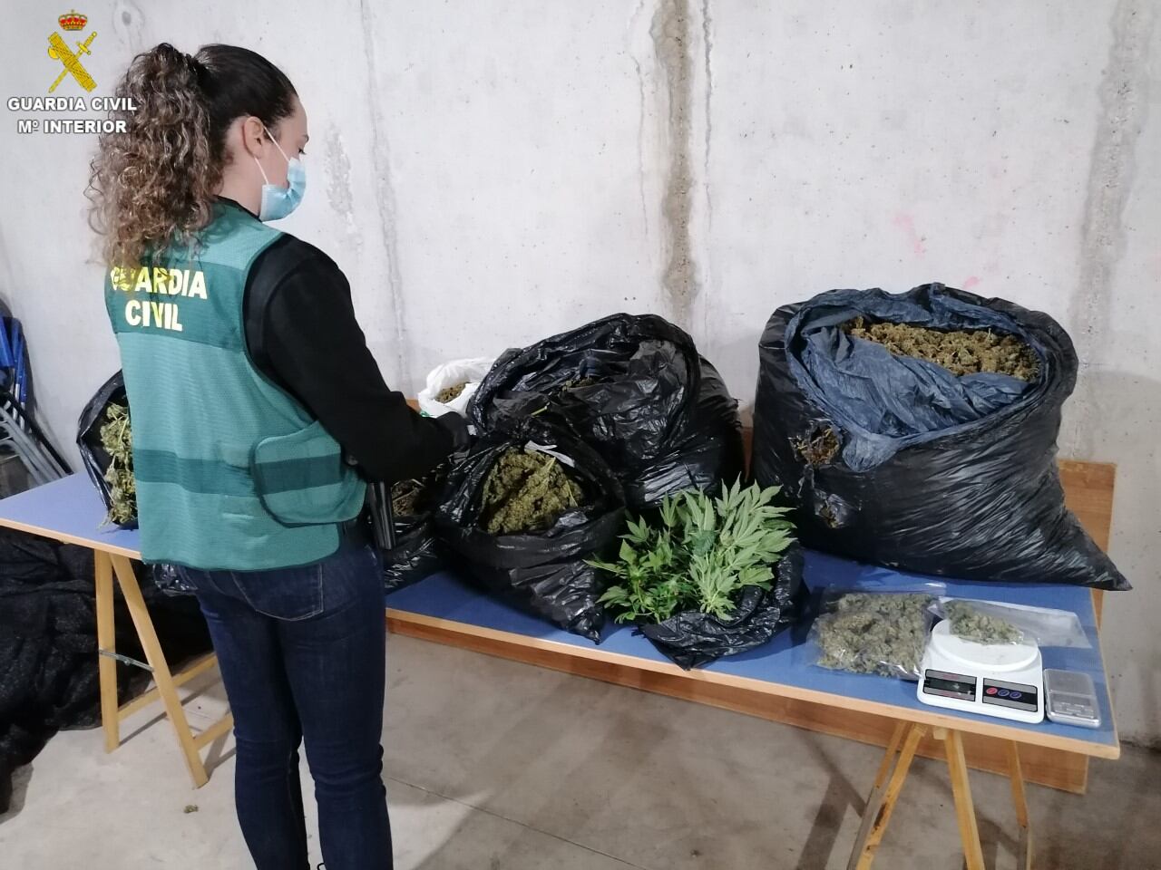 La Guardia Civil ha incautado en el interior de dos viviendas unos 15 kilos de marihuana.