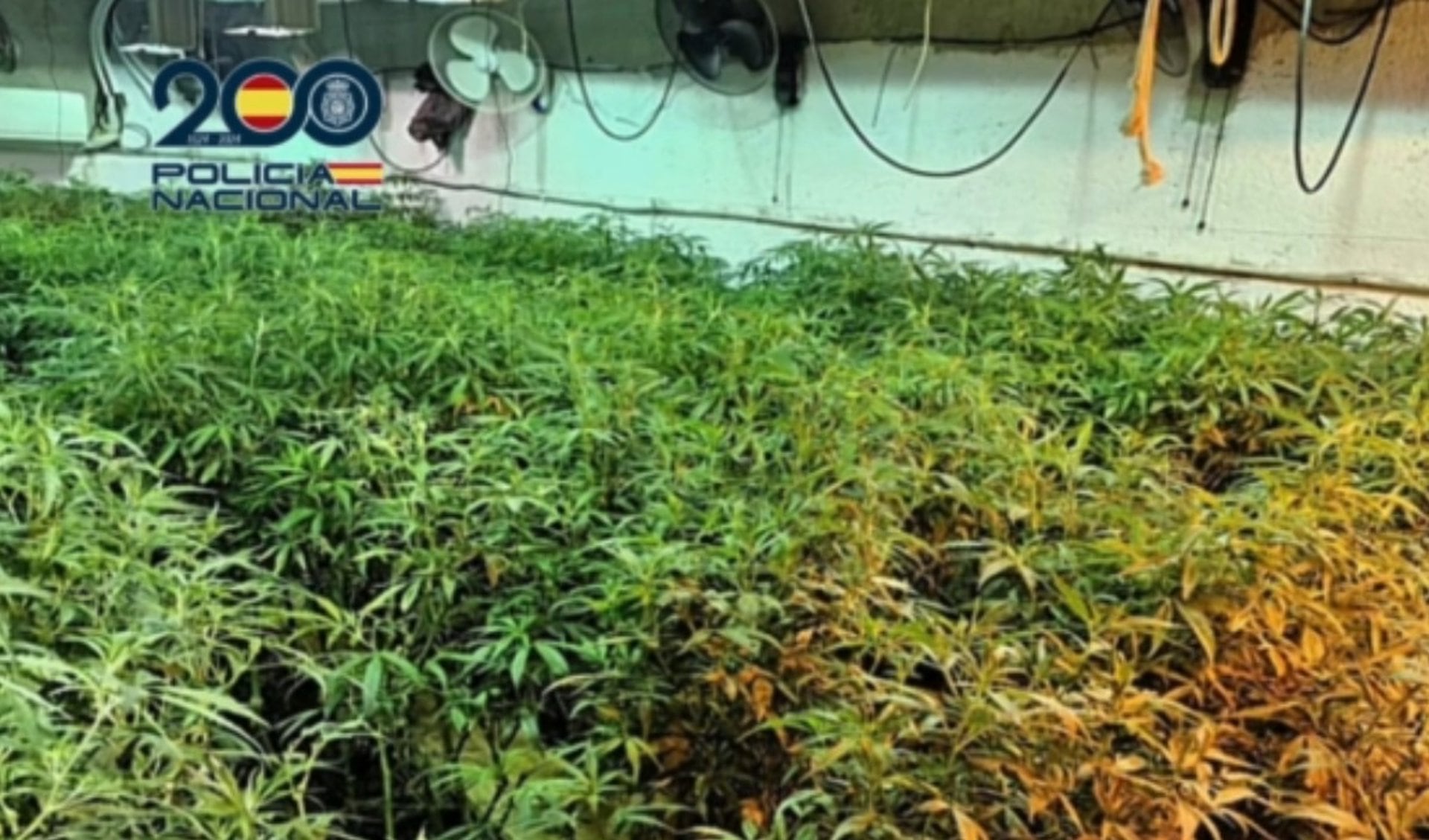 Plantas de marihuana en un búnker subterráneo en Sanlúcar