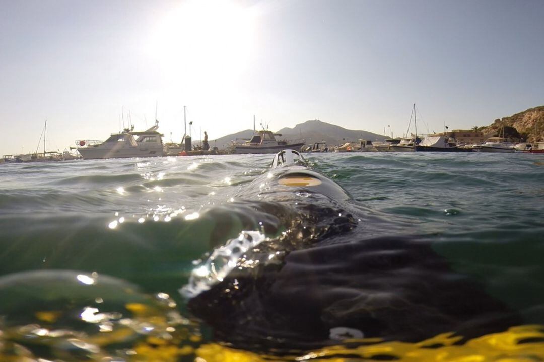 Imagen de uno de los vehículos autónomos submarinos con los que cuenta la UPCT