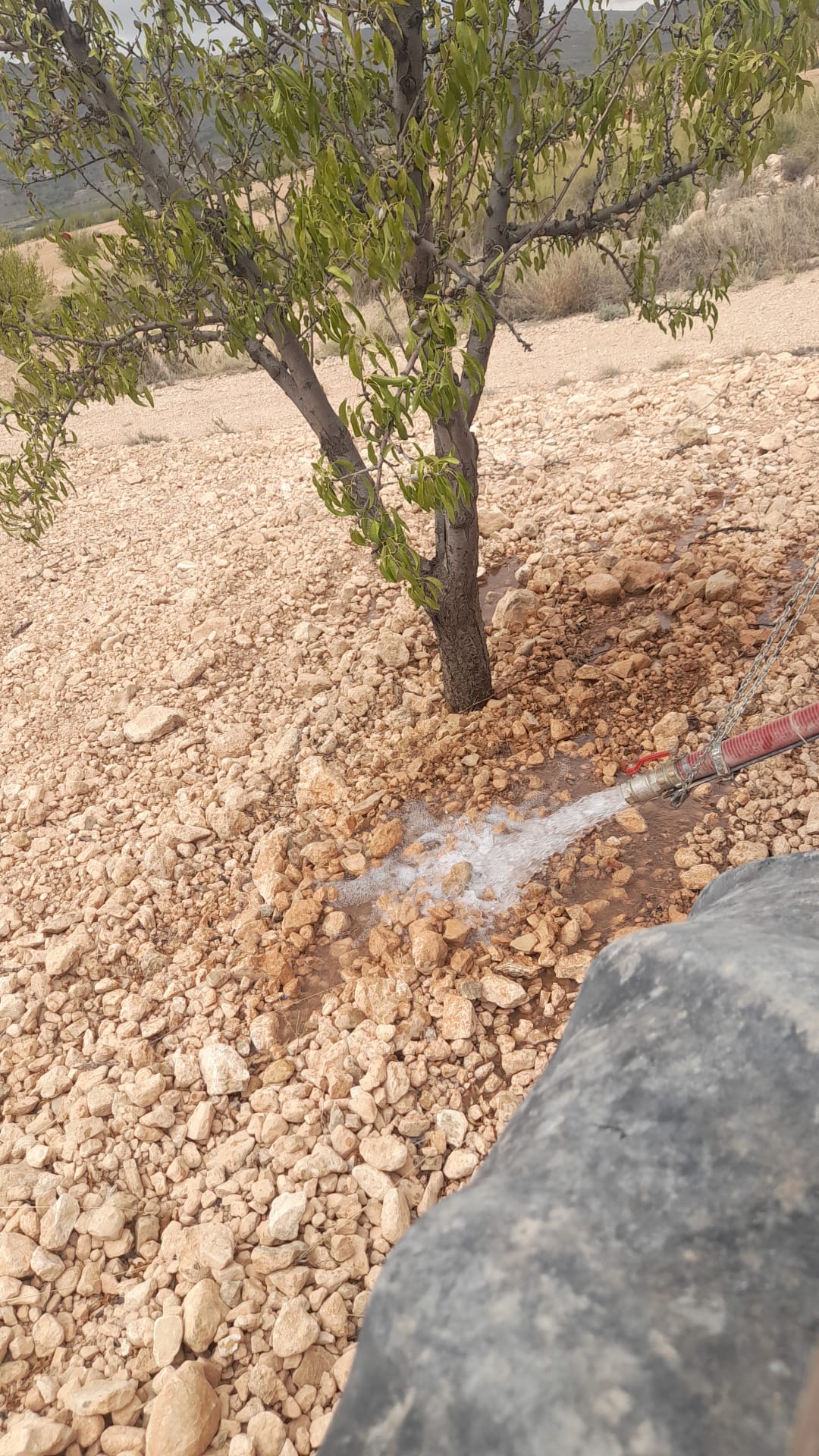 Almendros de secano regados con cubas de agua para mantenerlos vivos