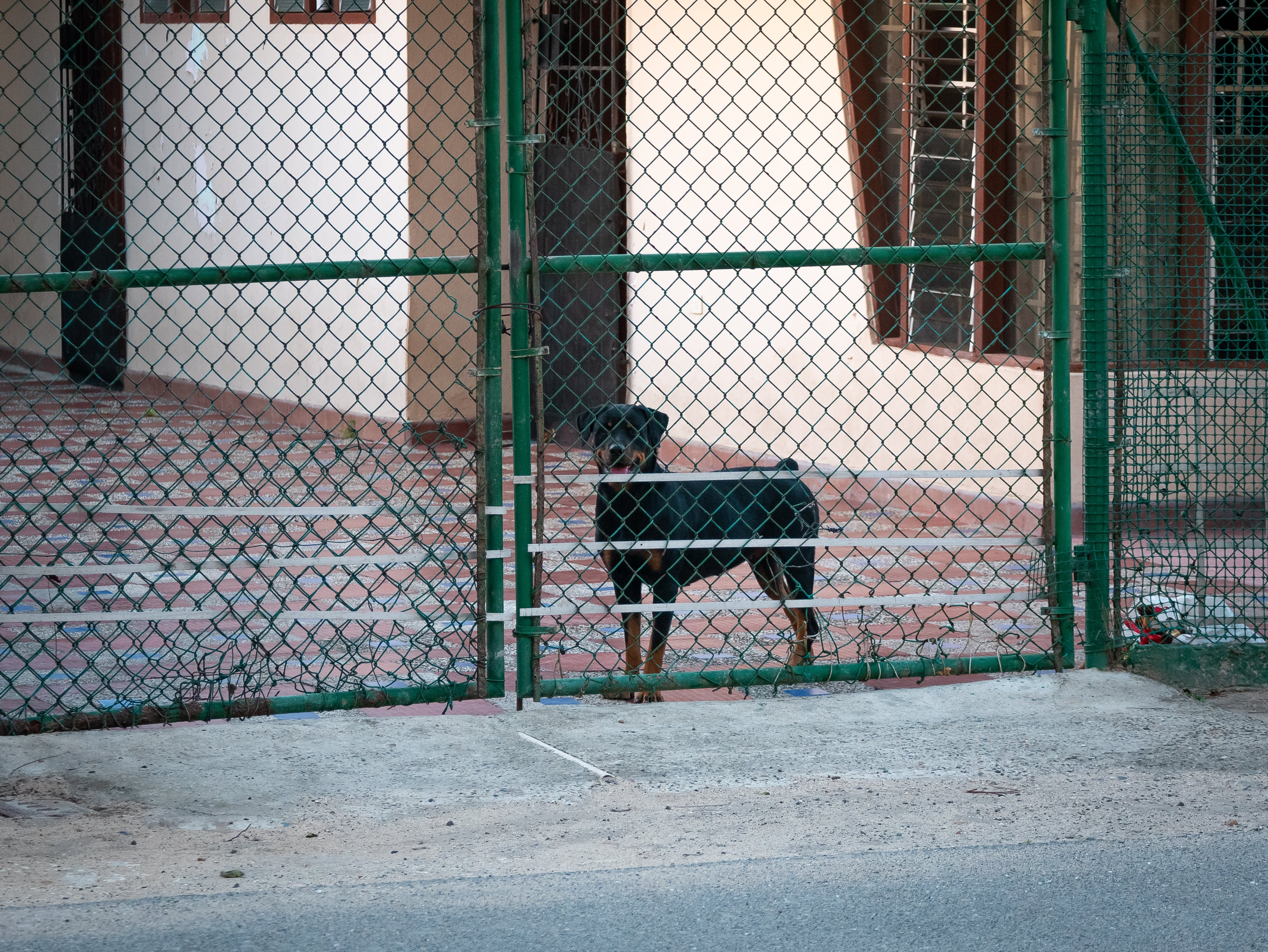 Un rottweiler tras una verja