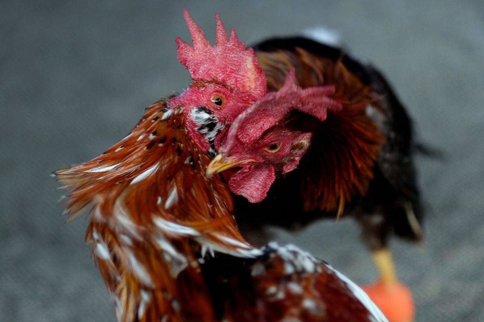 Imagen de archivo de una pelea de gallos