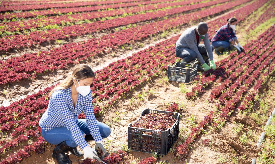 El sector agrícola acapara la mitad de nuevos parados de octubre