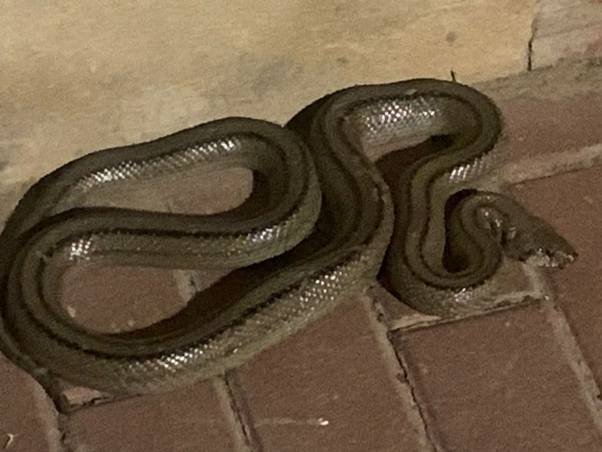La serpiente se encontraba en la barriada de El Pimiento