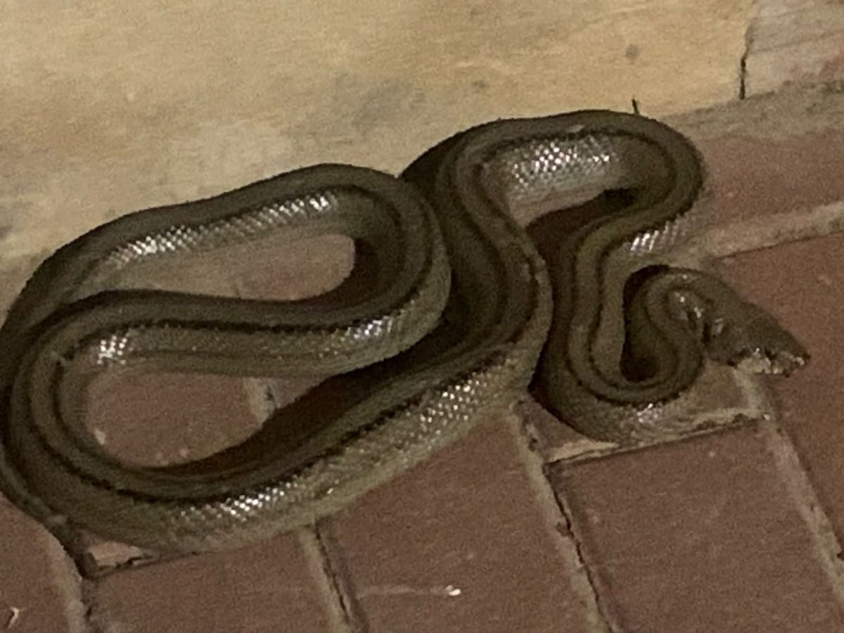Localizan una serpiente en la barriada del Pimiento