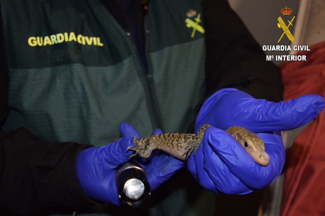 Uno de los varanos recuperados