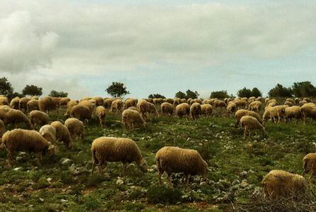 Estos ganaderos y carniceros cuentan con 1500 cabezas de ganado ovino manchego