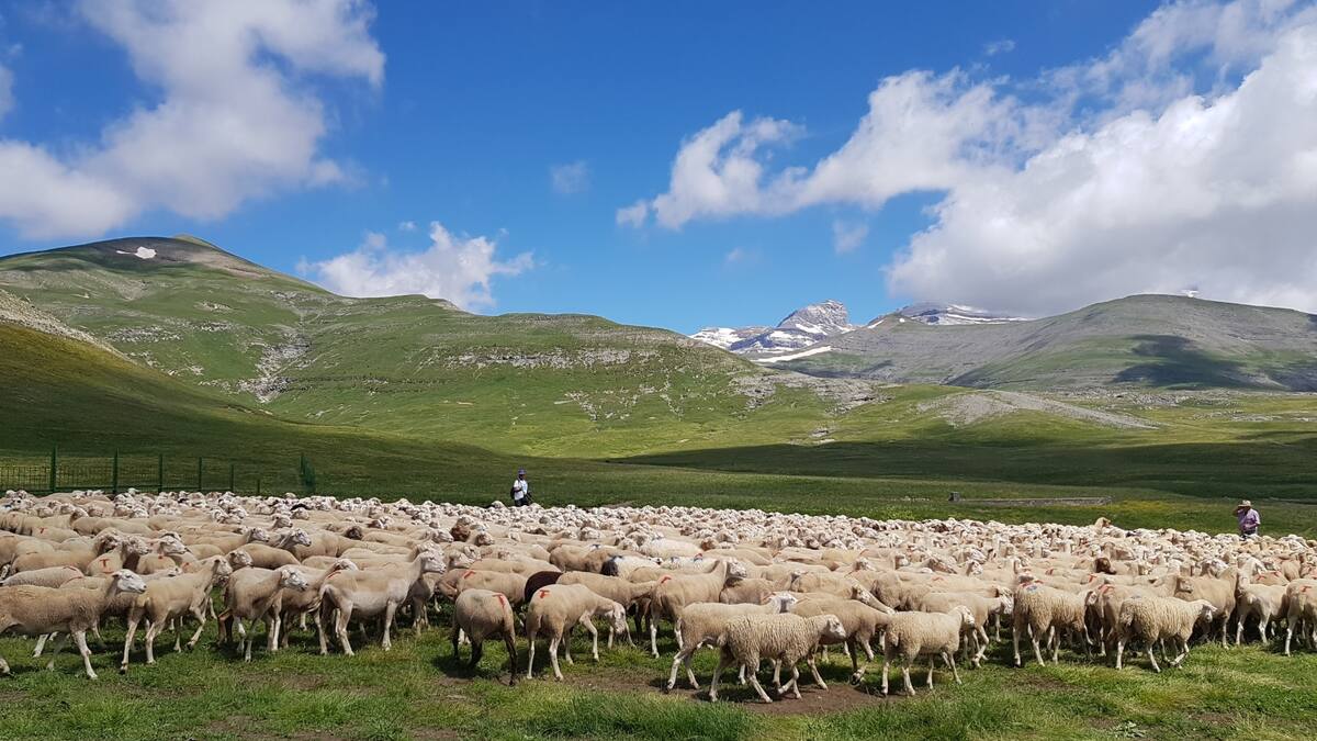 La Escuela de Pastoreo de Aragón cierra inscripciones con gran éxito de convocatoria