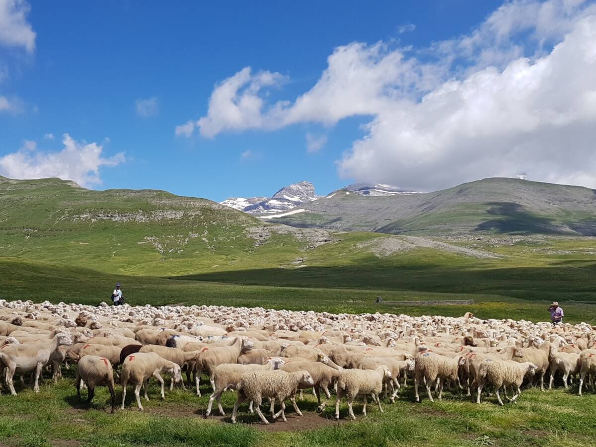 La Escuela de Pastoreo de Aragón cierra inscripciones con gran éxito de convocatoria