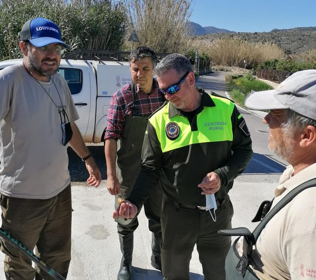 Técnicos encuentran ejemplares de caracol manzana en el marjal de Gandia