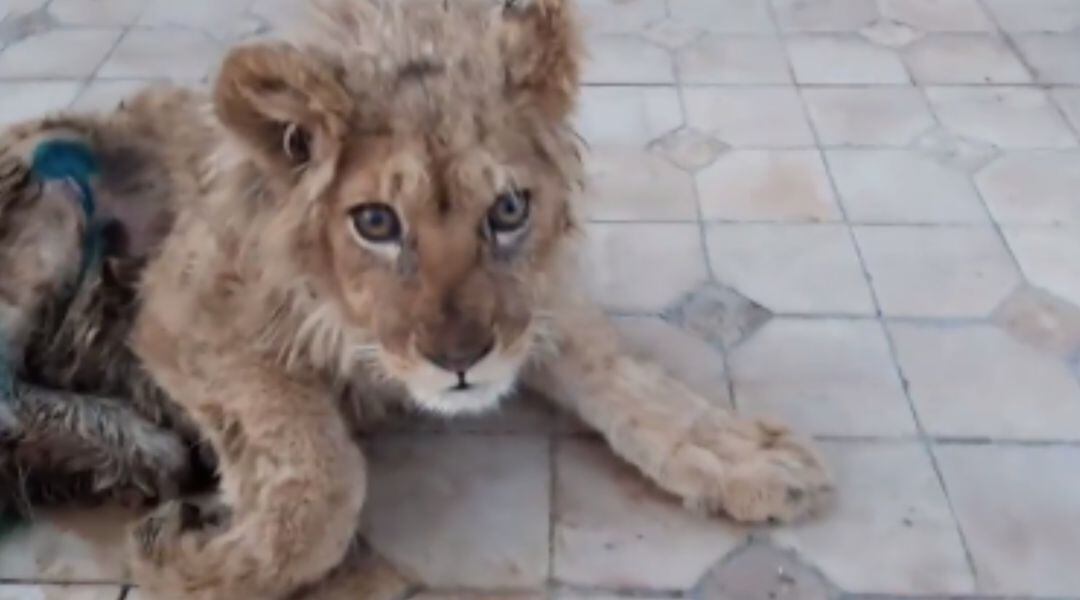 Un león malherido en Rusia al que partieron las patas para que no se escapara.