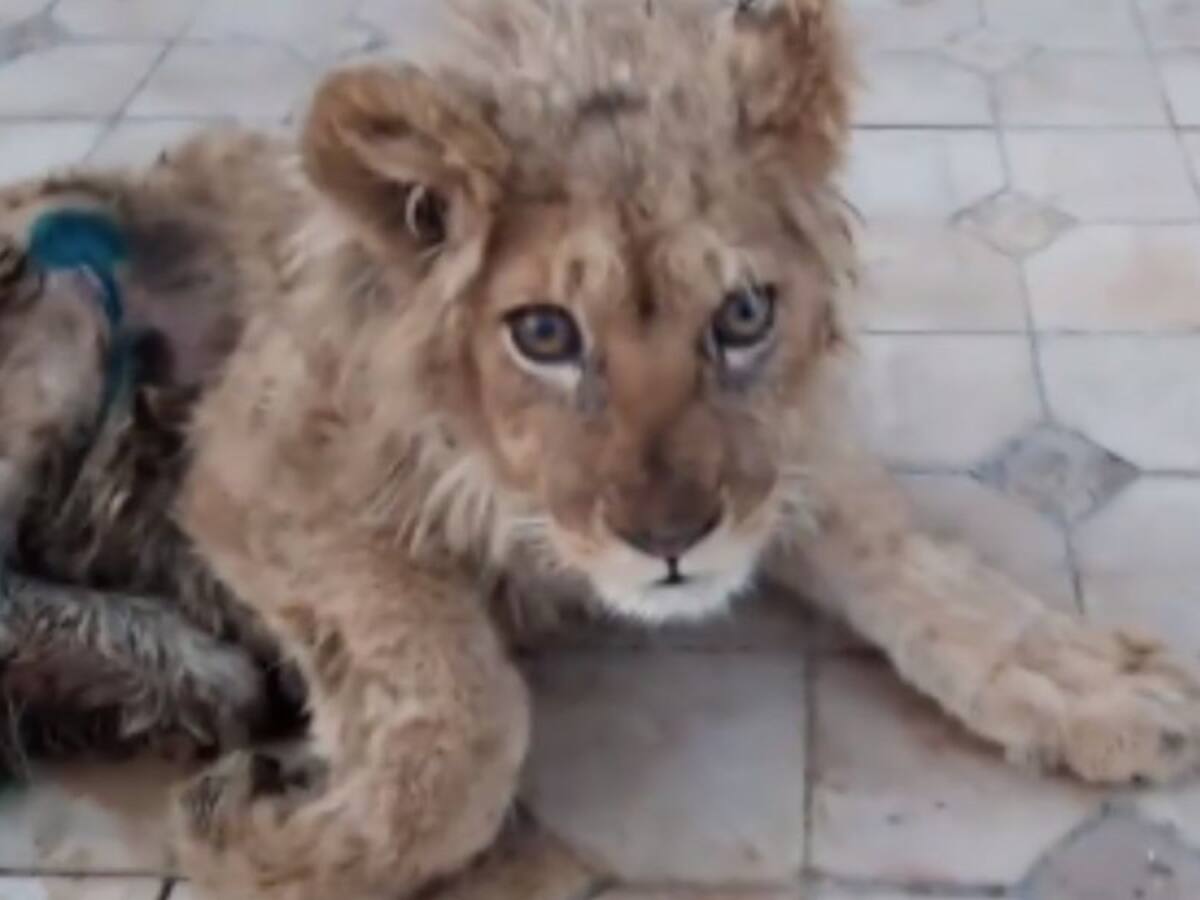 Rescatan a un león al que le rompieron las patas para que no escapara de las fotos con turistas