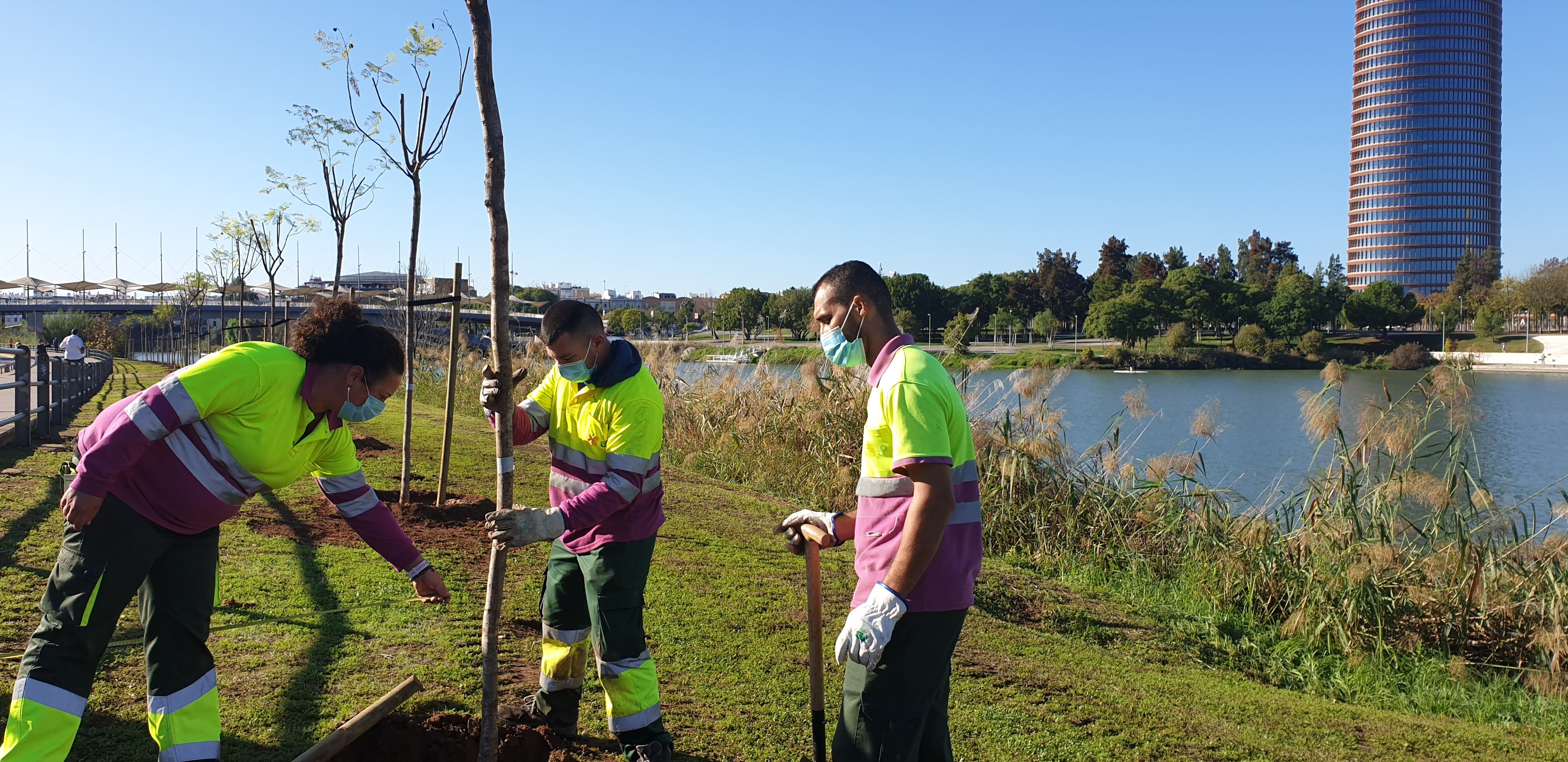 El Ayuntamiento de Sevilla plantará 5.000 árboles nuevos en los próximos 4 meses