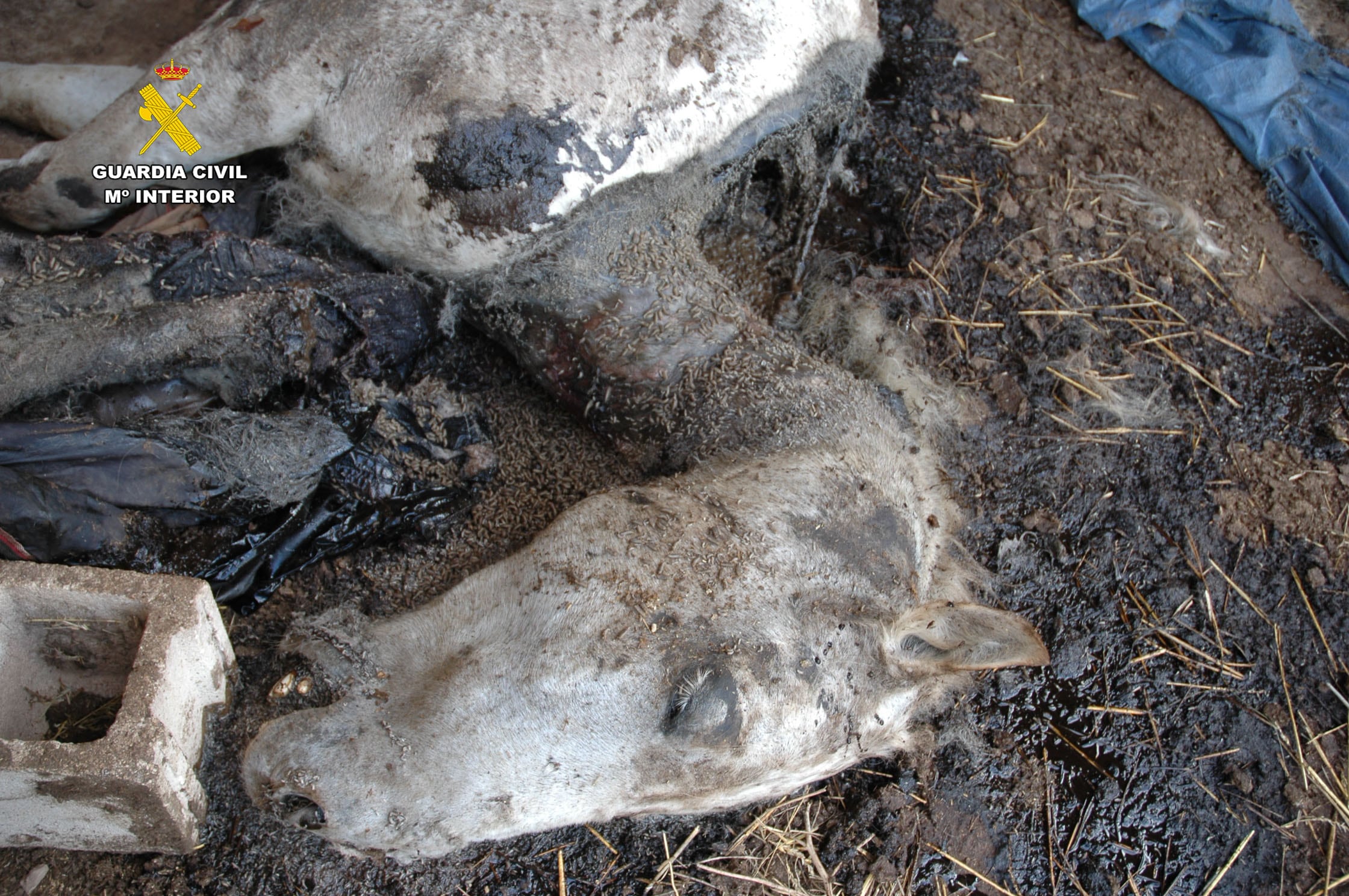 Maltrato animal en La Rioja: dos caballos muertos en estado de descomposición