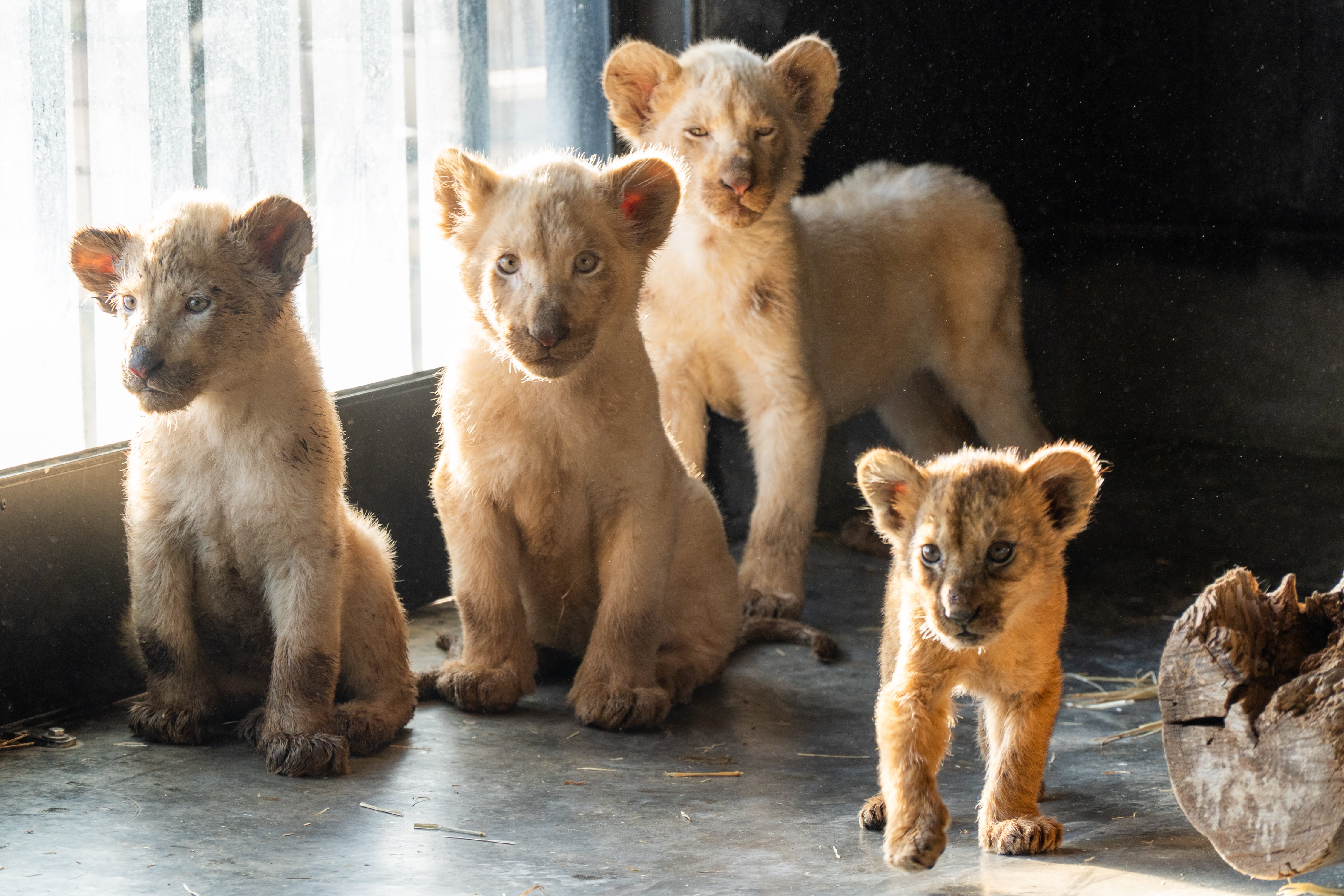 Leones rescatados por Primadomus