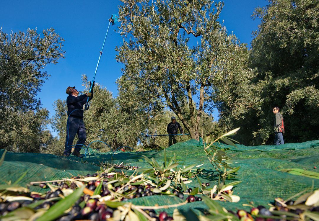 Ya se ha decidido que con marzo comenzará la rebusca en los olivares jiennenses