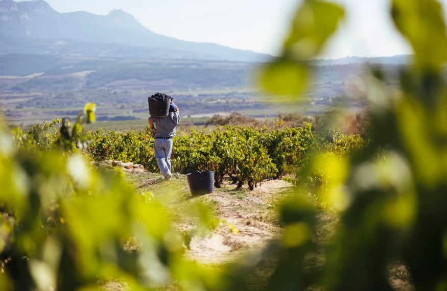 Viñedo en Rioja