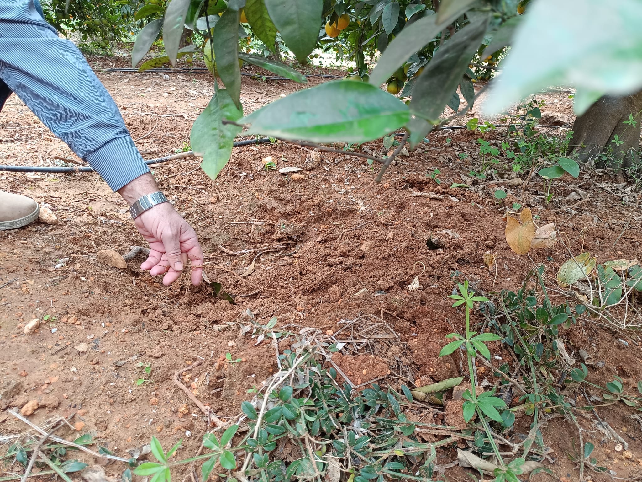 Desperfectos causados por los jabalíes en un campo de Oliva.