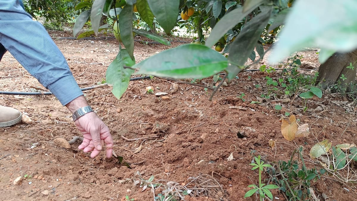400 agricultores de Oliva registran daños en sus campos causados por los jabalíes