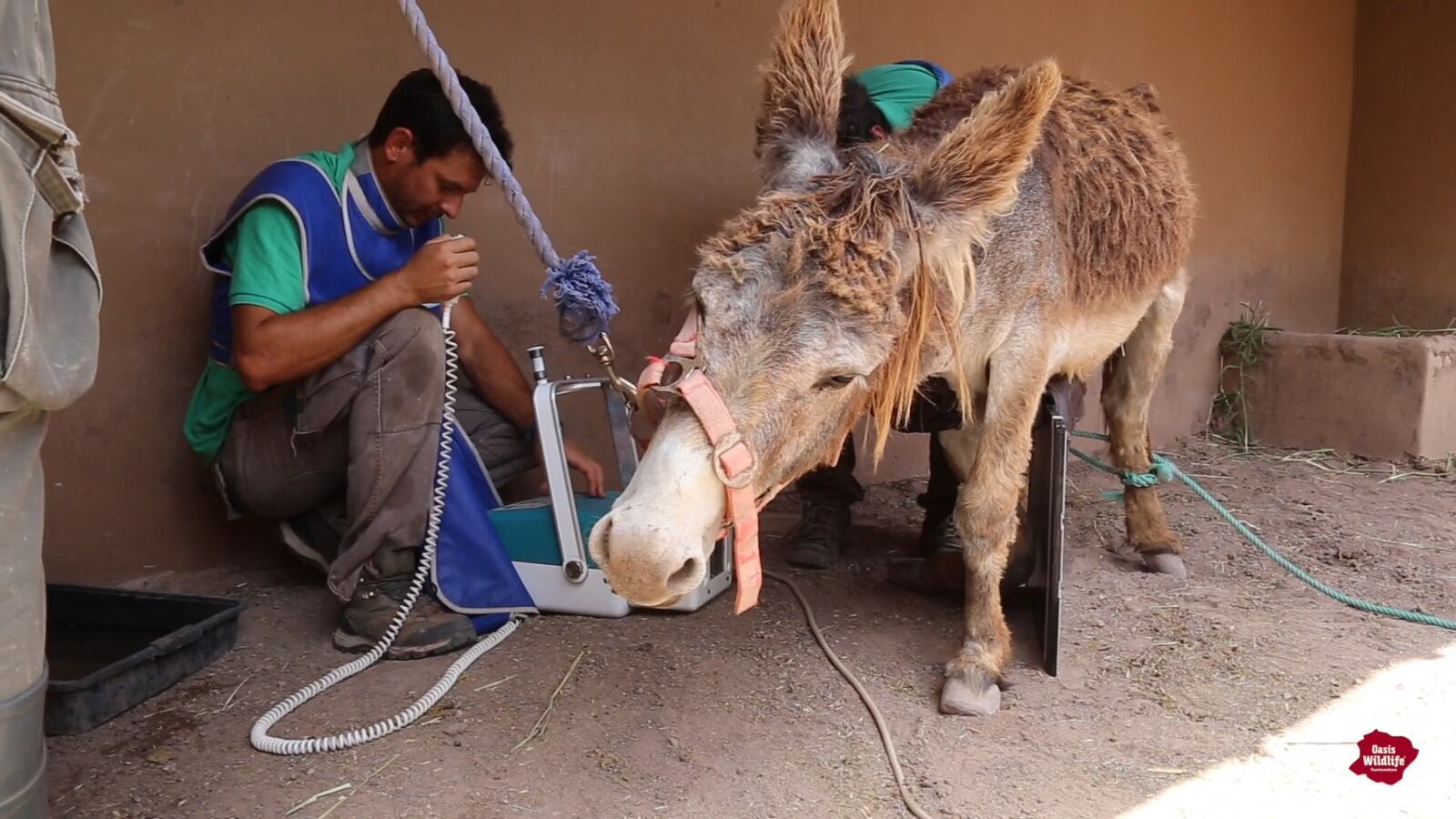 Burro majorero atendido en Pájara