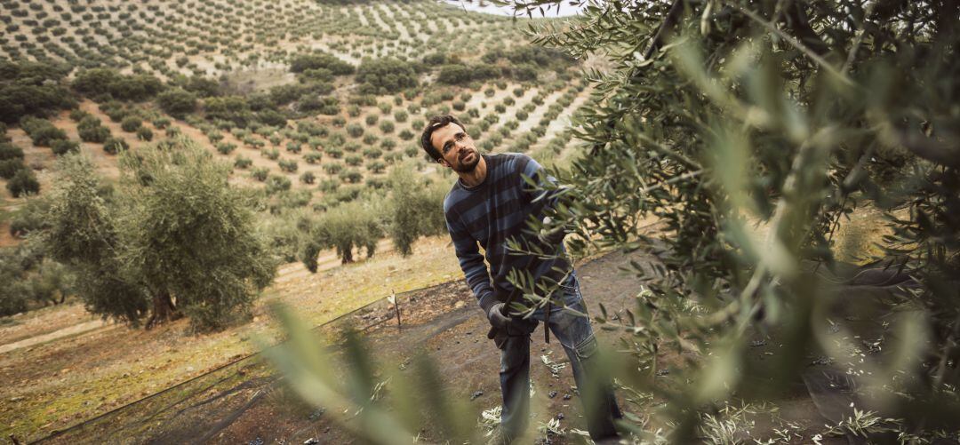 Agricultor durante la campaña de la recolección de la aceituna.