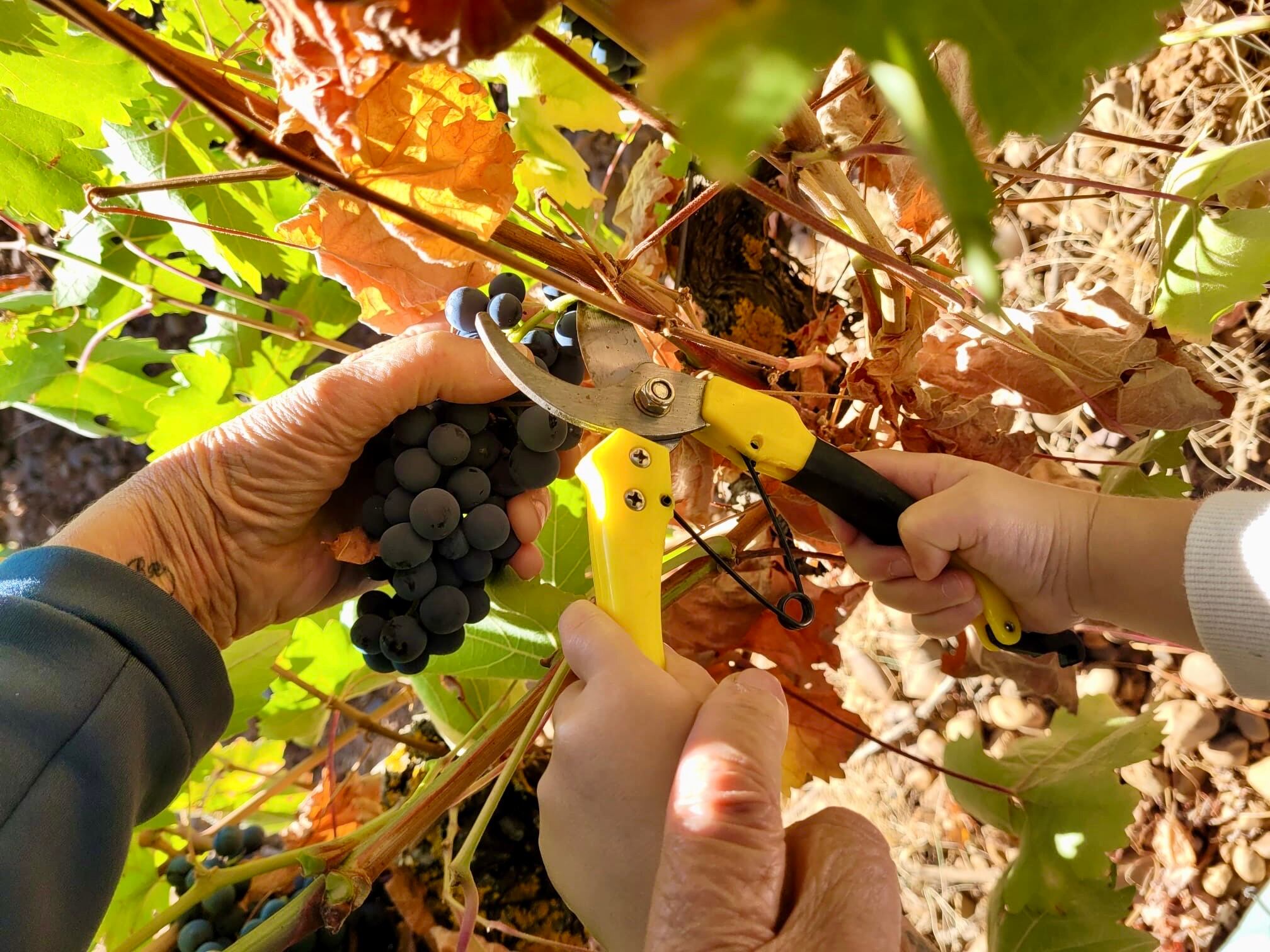 La DO León hace balance de la vendimia