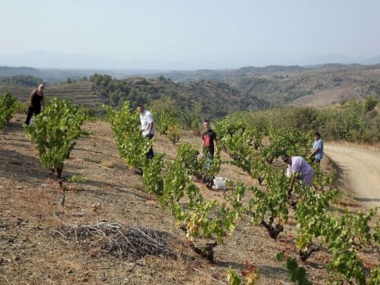 Una imagen de la última vendimia en el Priorat